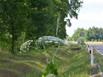 Barszcz Sosnowskiego w Bolimowskim Parku Krajobrazowym, A. Pruszkowska, 