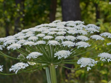 Barszcz Sosnowskiego w Bolimowskim Parku Krajobrazowym, A. Pruszkowska, 