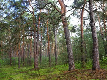 Bory nad Pilicą (szyszkowy las), <p>Fot. Piotr Wypych</p>