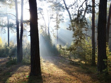 Bory nad Pilicą (szyszkowy las), <p>Fot. Piotr Wypych</p>