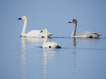 Międzynarodowe liczenie łabędzi czarnodziobych - 2022, 