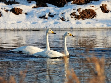 Monitoring Zimujących Ptaków Wodnych na Pilicy – 2026, <p>łabędzie krzykliwe</p>