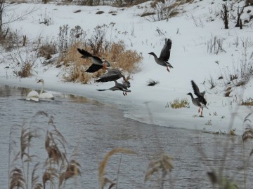 Wyniki Monitoringu Zimujących Ptaków Wodnych na Pilicy, <p>gęsi tundrowe</p>