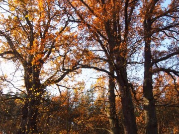 Drzewa Sulejowski PK, <p>Dęby - Rożenek</p>