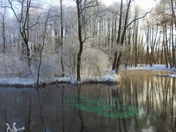 Moniotring Zimujących Ptaków Wodnych na Pilicy - 2021, <p>Rez. Niebieskie Źródła</p>