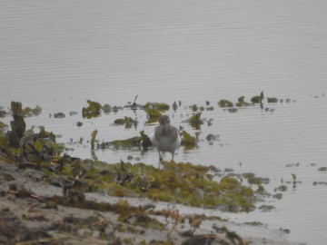 Pierwsze stwierdzenie płatkonoga płaskodziobego na zbiorniku Sulejowskim, <p>Brodziec piskliwy.</p>