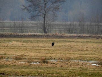 Przedwiośnie w Spalskim PK, <p>Czajka. Fot. Szymon Kielan</p>