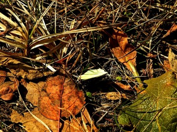 Przedwiośnie w Spalskim PK, <p>Latolistek cytrynek. Fot. Szymon Kielan</p>