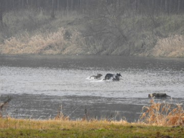 Ptakoliczenie w Spalskim PK 2020, <p>Psy goniące sarnę przez Pilicę.</p>