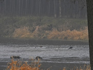 Ptakoliczenie w Spalskim PK 2020, <p>Bezpaniskie psy goniące sarnę.</p>