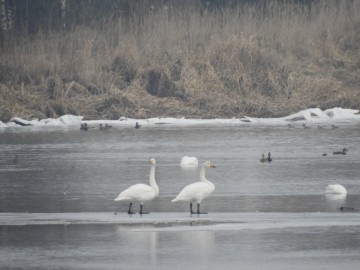 łabędzie krzykliwe, 