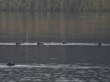 Rzadkości na zbiorniku Sulejowskim, <p>uhle</p>