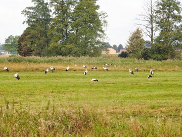 Sejmik bocianów, 