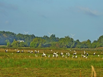 Sejmik bocianów, 