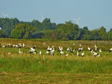 Sejmik bocianów, 