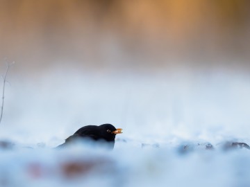 Zimowe obrazy w PPK 2026., 