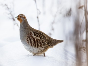 Zimowe obrazy w PPK 2026., 