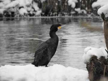 Zimowe liczenia ptaków wodno-błotnych na Pilicy 2021- odcinek Spała - Żądłowice, <p>Kormoran</p>