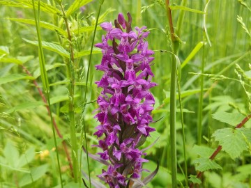 Kukułka szerokolistna (Dactylorhiza majalis) objęta w Polsce częściową ochroną gatunkową, <p>fot. Sebastian Piskorski</p>