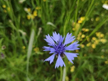 Chaber bławatek (Centaurea cyanus), <p>fot. Sebastian Piskorski</p>