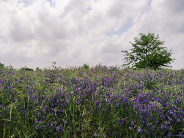 Wyka ozima (Vicia villosa), <p>fot. Sebastian Piskorski</p>