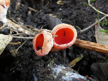 Czarka szkarłatna (Sarcoscypha coccinea), <p>Sebastian Piskorski</p>