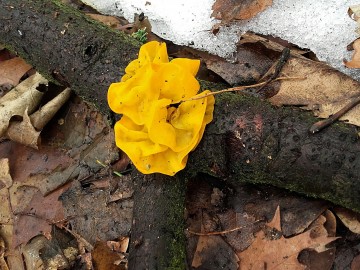 Trzęsak pomarańczowożółty (Tremella mesenterica) pasożyt powłocznicy dębowej, <p>Sebastian Piskorski</p>