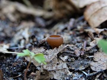 Twardnica bulwiasta (Dumontinia tuberosa) pasożyt na korzeniach zawilców, <p>Sebastian Piskorski</p>