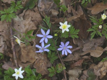 przylaszczka pospolita, <p>fot. M. Majda</p>