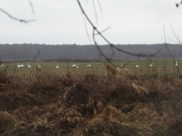 Monitorig ptaków w ramach akcji Zimowego Ptakoliczenia, 