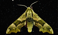 Nocne życie motyli w Parku Krajobrazowym Wzniesień Łódzkich - Zapraszamy na wydarzenie!